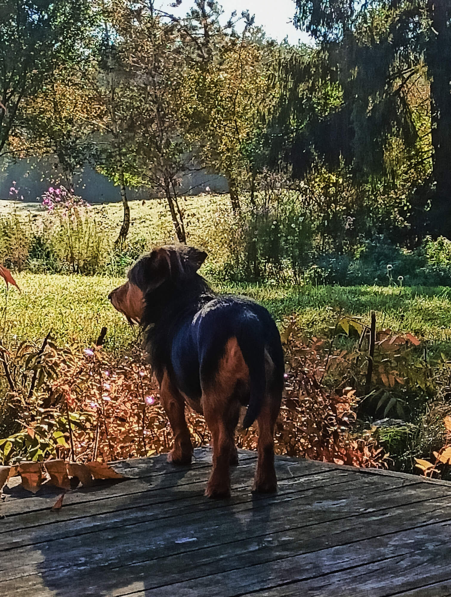 Dodatkowy widok na okolice Butterfly Factory