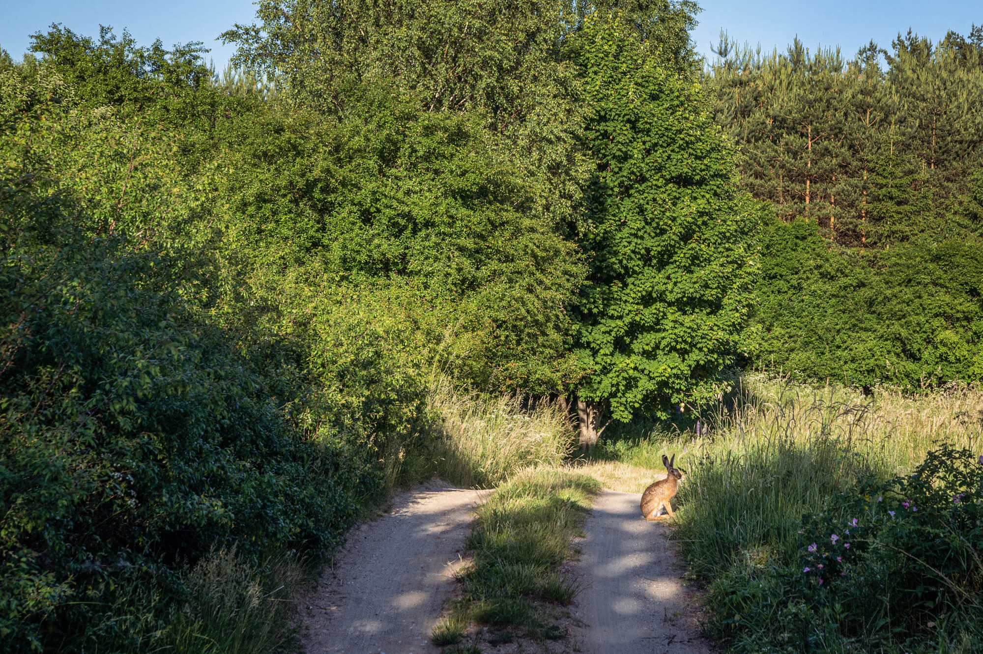 Leśne ścieżki spacerowe w okolicy Butterfly Factory