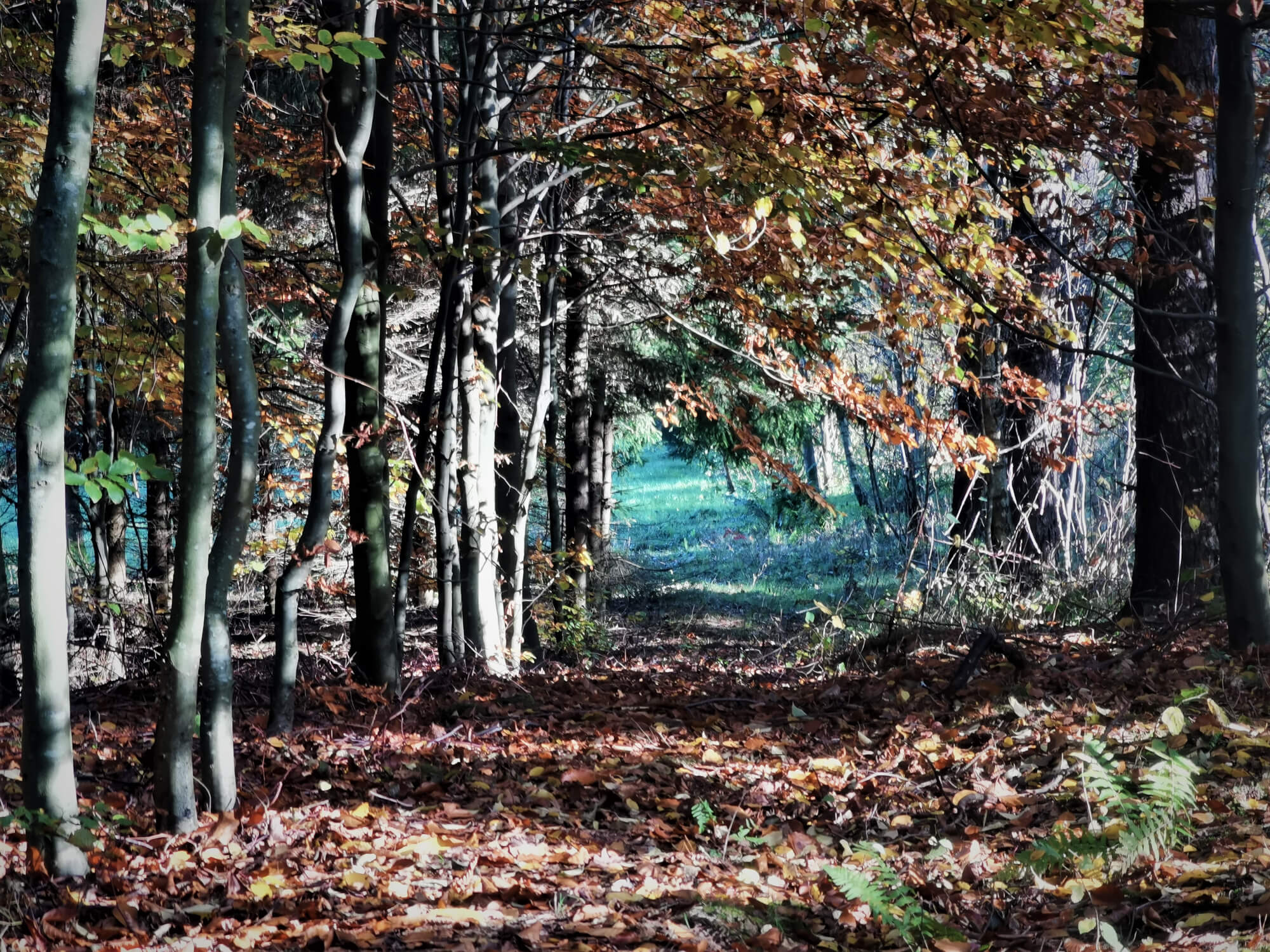 Malownicze trasy rowerowe wśród warmińskich łąk
