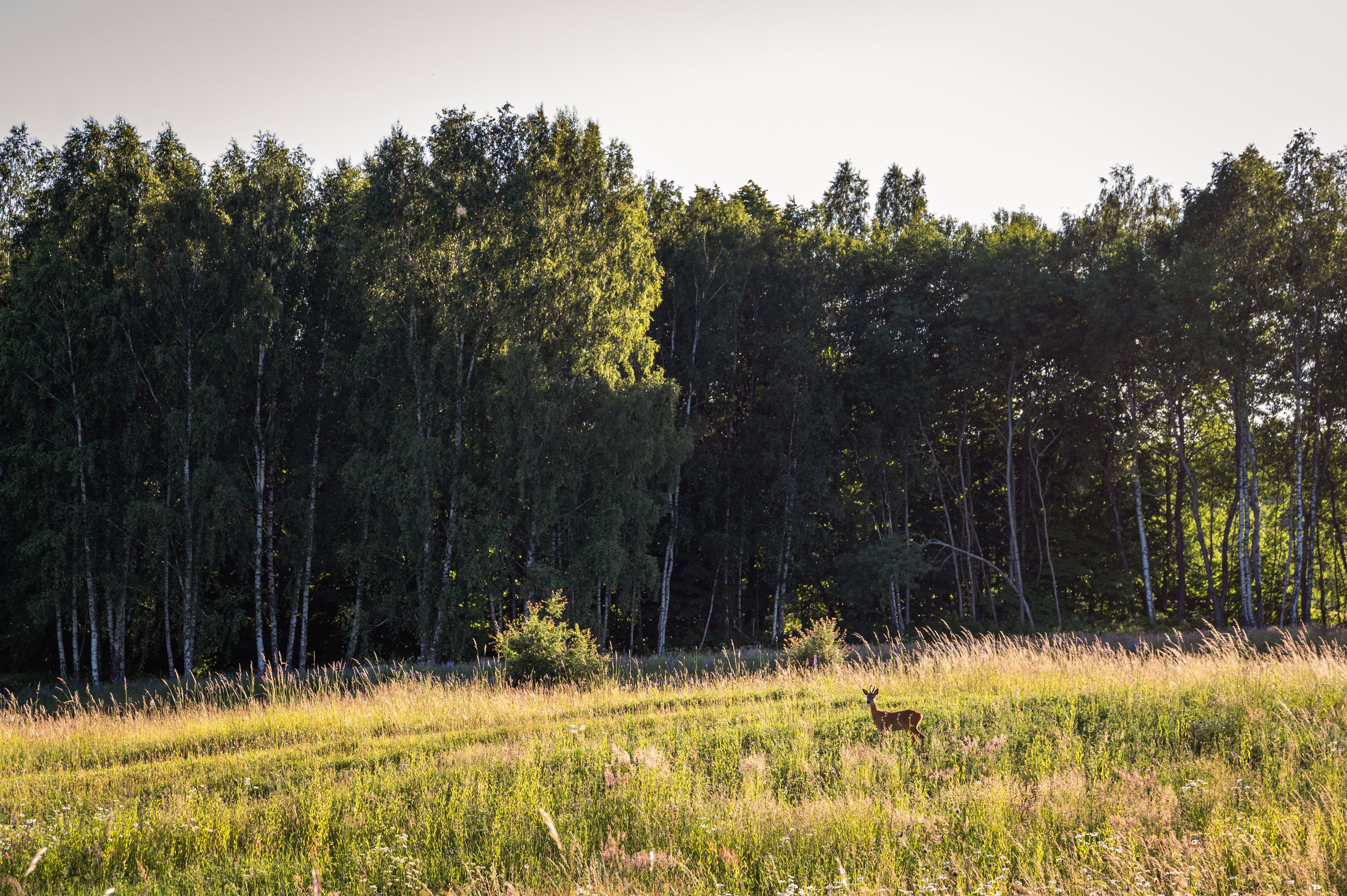 Dodatkowy widok na okolice Butterfly Factory