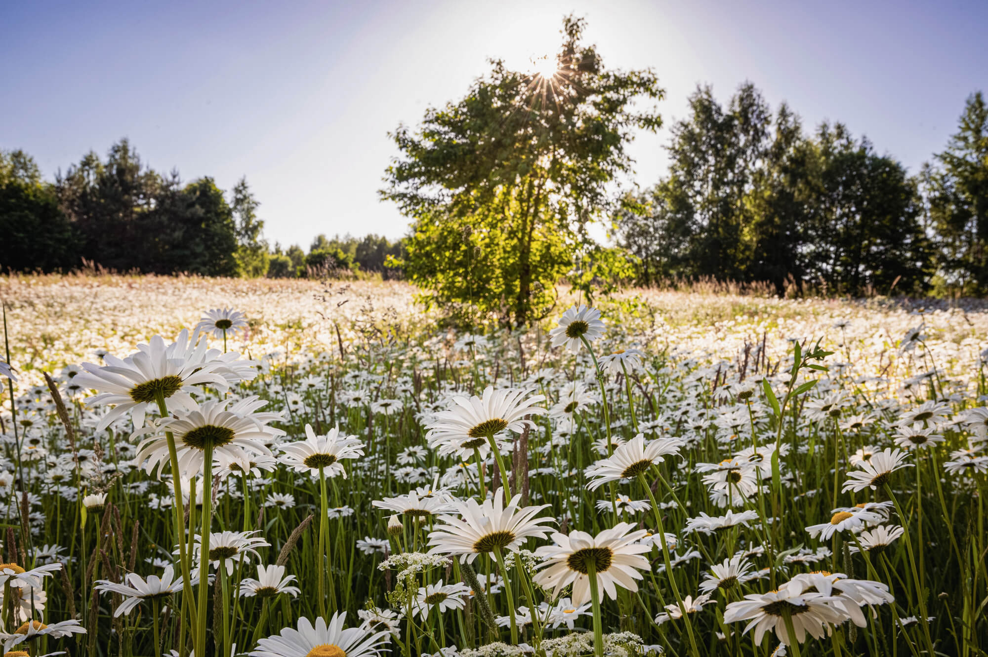 Klimatyczne wnętrze domu wakacyjnego Butterfly Factory na Warmii
