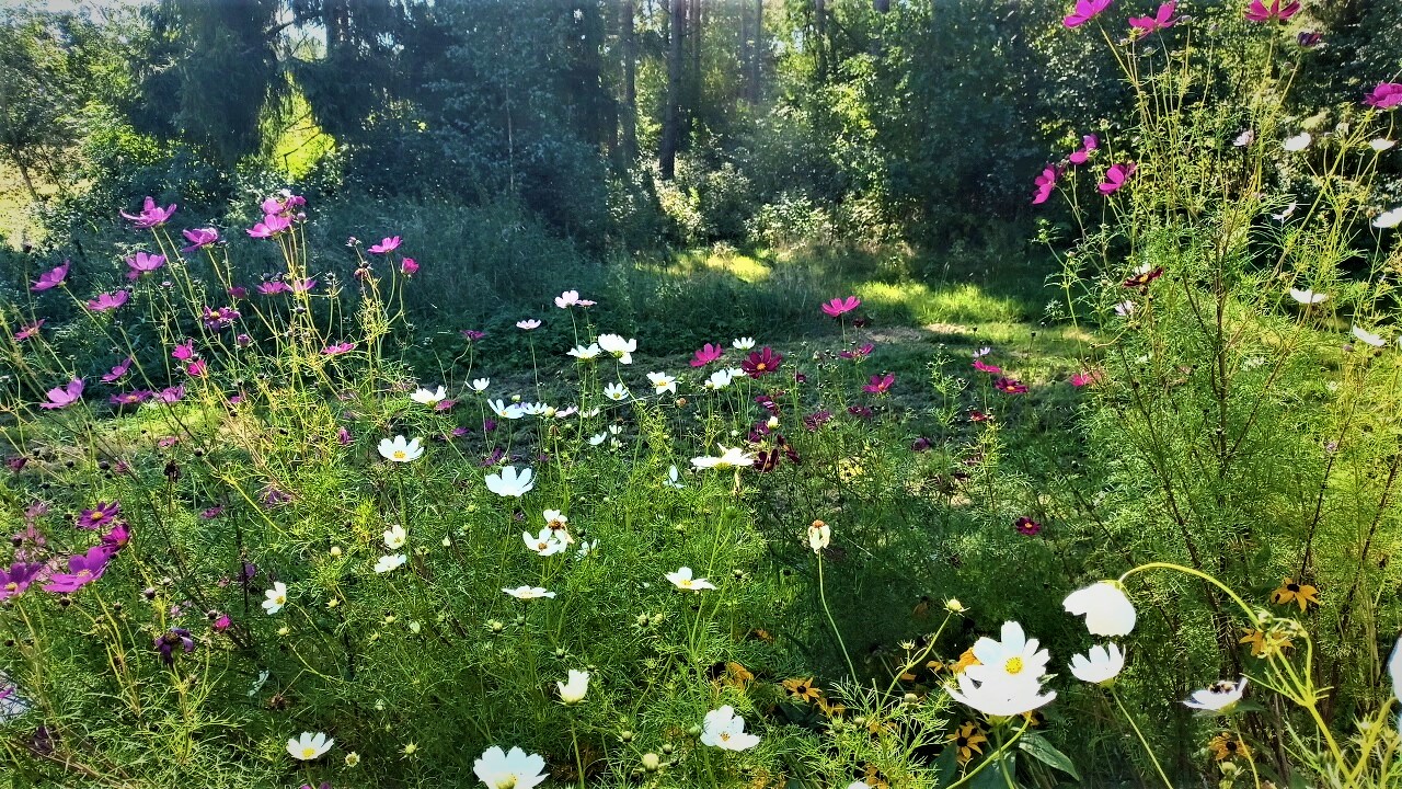 Malowniczy widok na łąki i las z tarasu Butterfly Factory