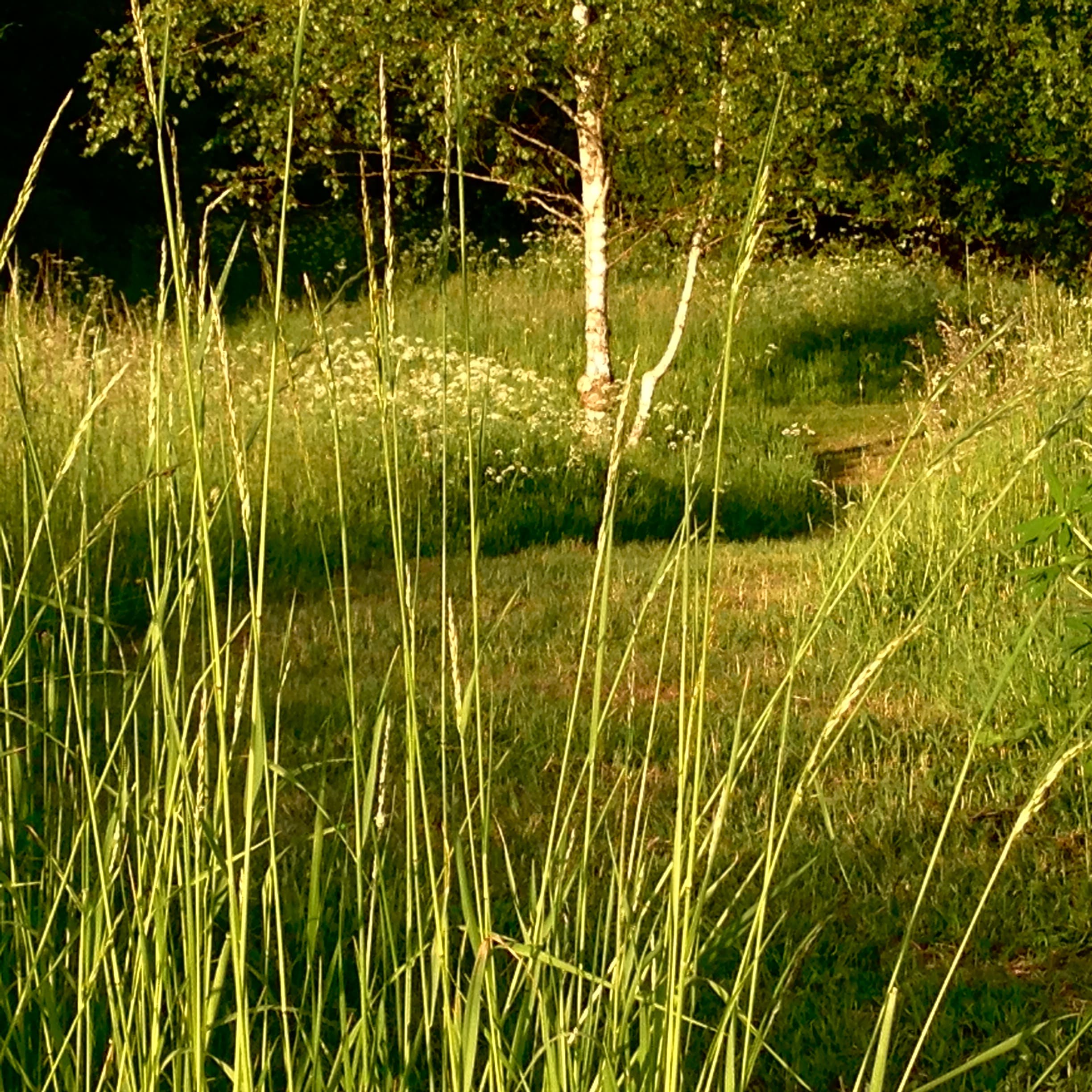 Drewniana architektura domu Butterfly Factory na Warmii